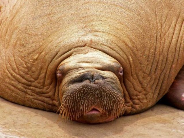 These funny animals (44 pics)