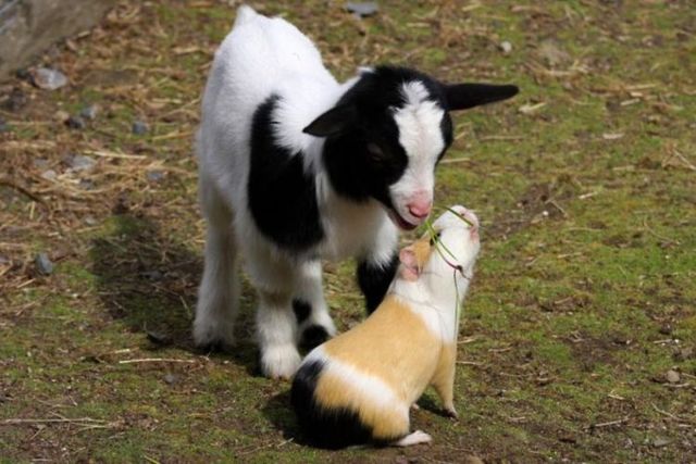These funny animals (44 pics)