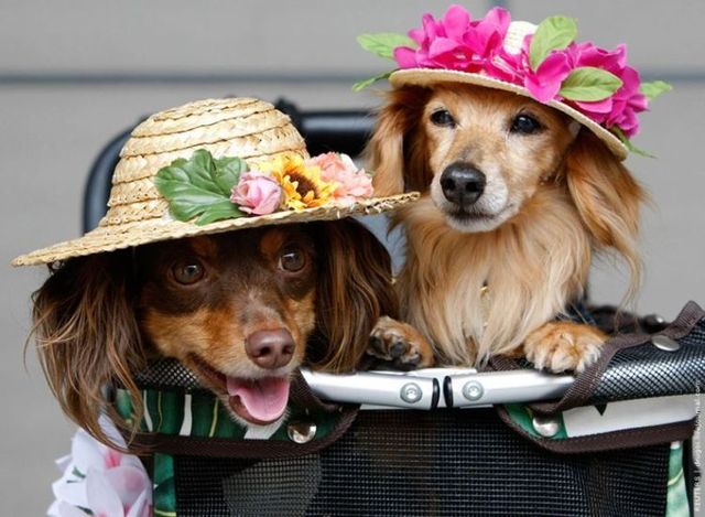 These funny animals (44 pics)