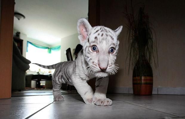 These funny animals (44 pics)