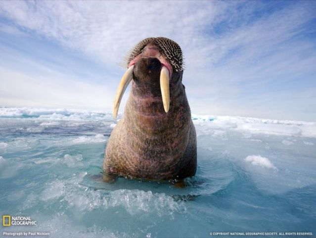 These funny animals (44 pics)