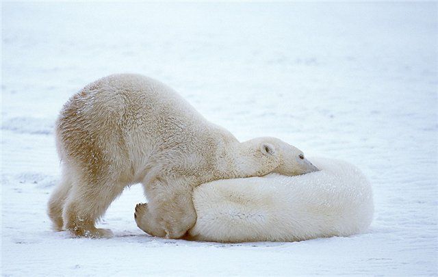 These funny animals (44 pics)