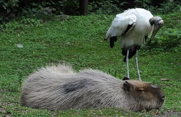 These funny animals (44 pics)