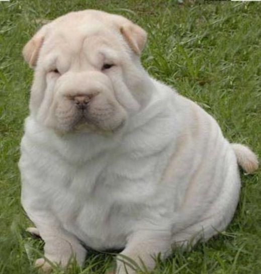 These funny animals (44 pics)