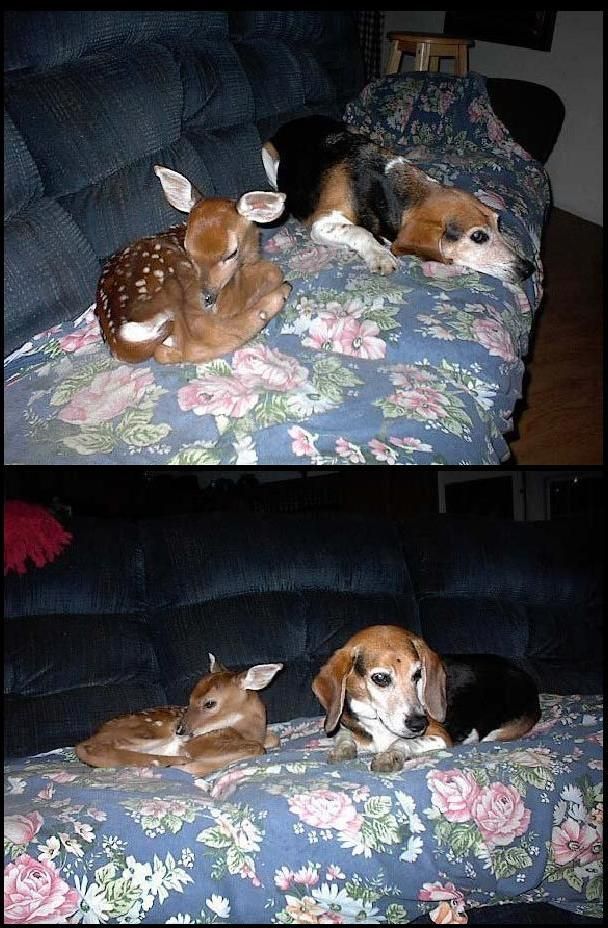 These funny animals (44 pics)