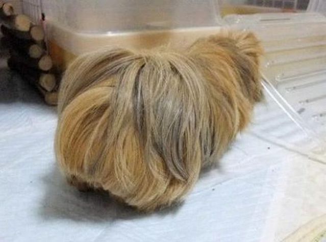 Guess the breed of this dog (4 pics)