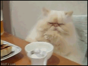 gifko_02.gif