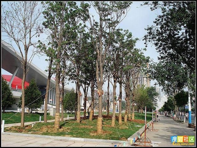 Proper tree maintenance (14 pics)