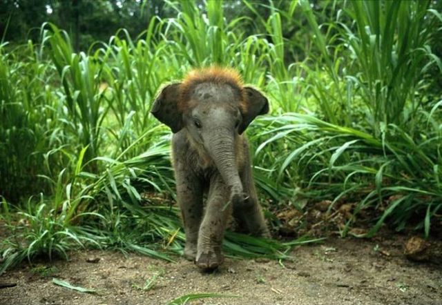 These funny animals (40 pics)