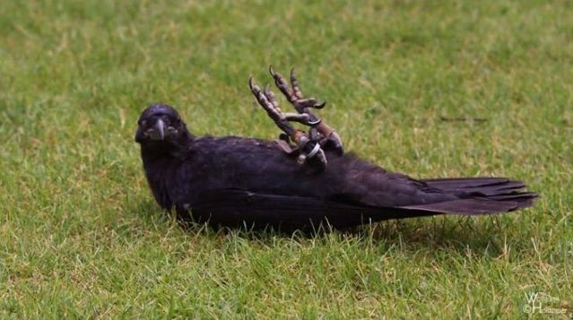 These funny animals (40 pics)