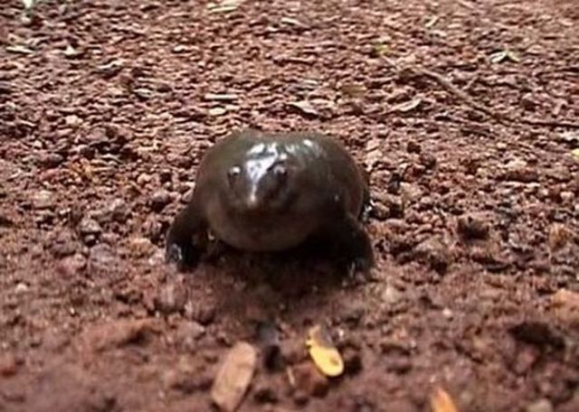 Unusual frog (14 pics + 1 video)