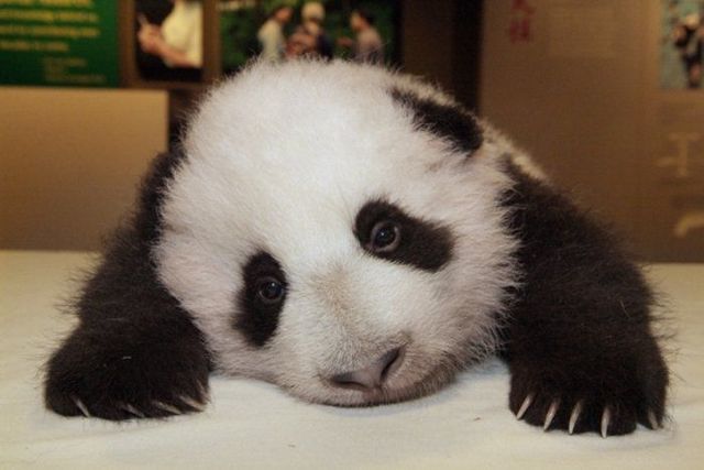 Funny Pics Of Pandas. Funny and cute pandas (39