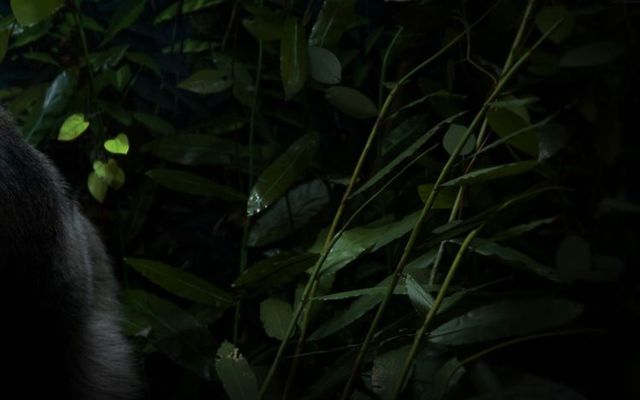 Wallpaper mix (68 pics)