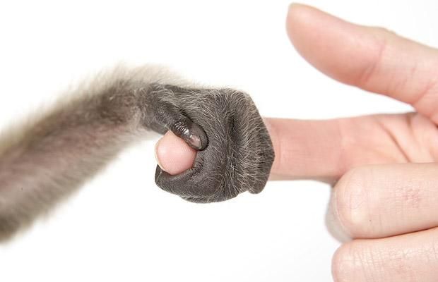 Cute baby gibbon got adopted (15 pics)