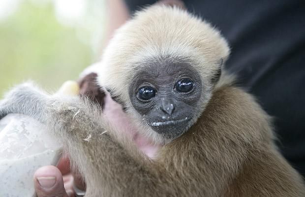 Cute baby gibbon got adopted (15 pics)
