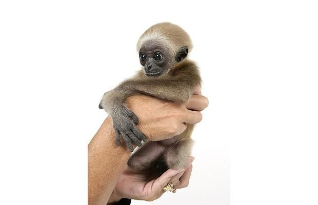 Cute baby gibbon got adopted (15 pics)