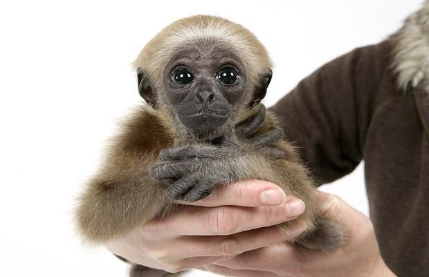 Cute baby gibbon got adopted (15 pics)