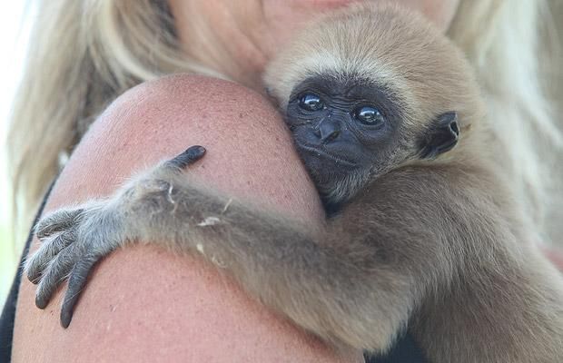 Cute baby gibbon got adopted (15 pics)