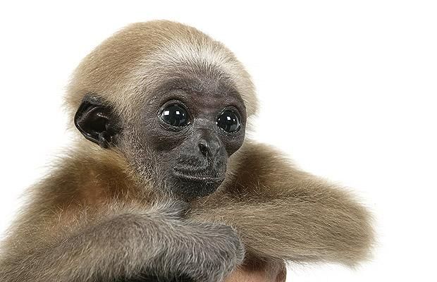 Cute baby gibbon got adopted (15 pics)