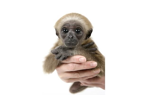 Cute baby gibbon got adopted (15 pics)