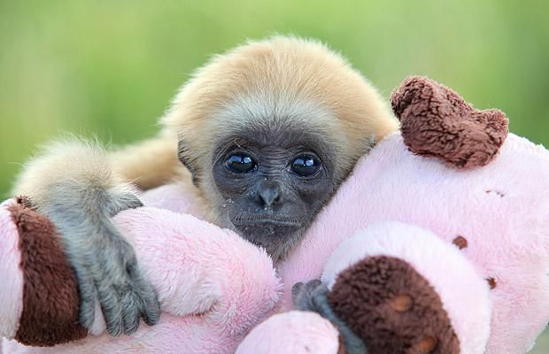 Cute baby gibbon got adopted (15 pics)