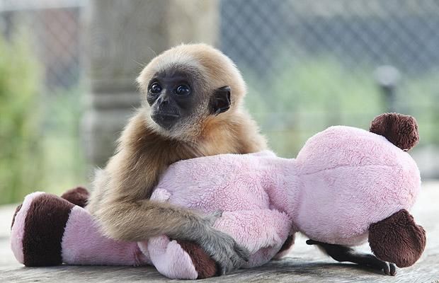 Cute baby gibbon got adopted (15 pics)