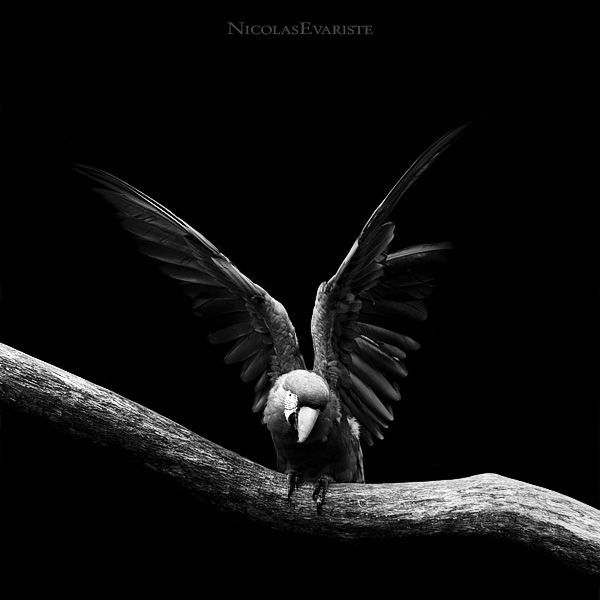 Dark Zoo by Nicolas Evariste (27 photos)