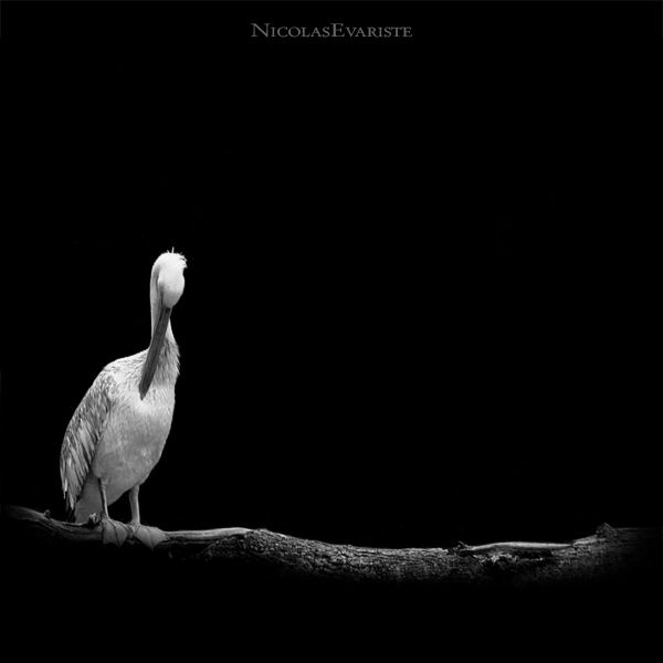 Dark Zoo by Nicolas Evariste (27 photos)