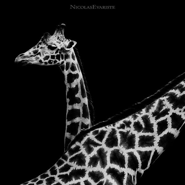 Dark Zoo by Nicolas Evariste (27 photos)