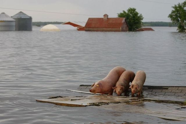 Flooding is not a reason to be upset ;) (36 photos)