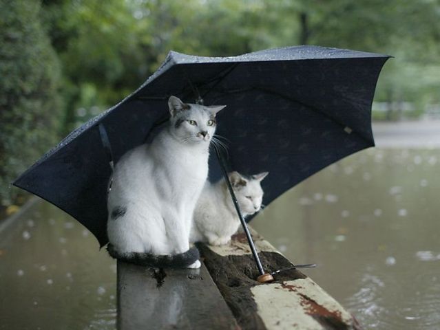 Flooding is not a reason to be upset ;) (36 photos)