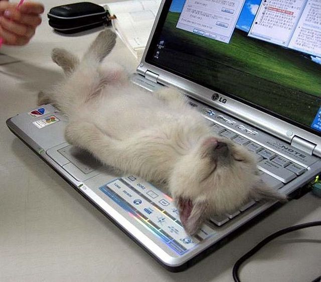 The victims of the World Wide Web (42 photos)
