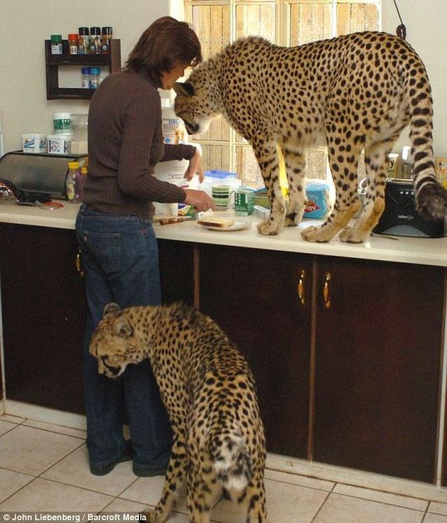 Courageous woman? (6 pics)