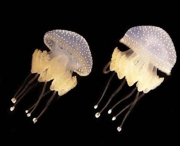 Glow in the Dark Jellyfish Costume Tutorial A Small Snippet