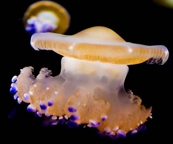 Beautiful Jellyfish Photos WireSmash