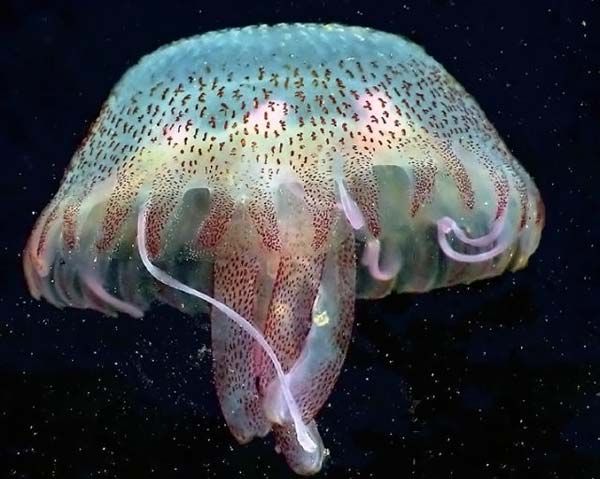 Beautiful Jellyfish Photos WireSmash