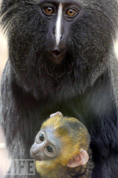 Monkeys are really funny and very expressive  26 pics
