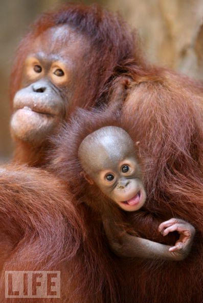 Monkeys are really funny and very expressive  26 pics