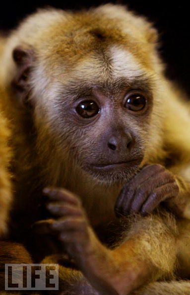 Monkeys are really funny and very expressive  26 pics