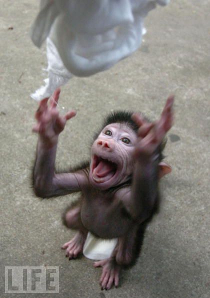 Monkeys are really funny and very expressive  26 pics