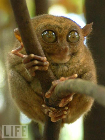 Monkeys are really funny and very expressive  26 pics