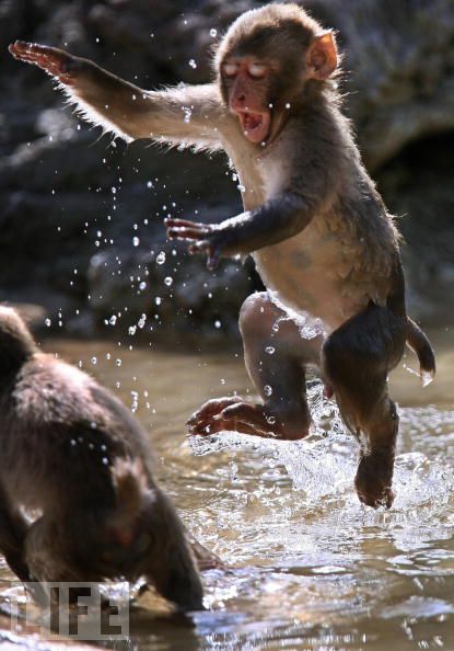 Monkeys are really funny and very expressive  26 pics