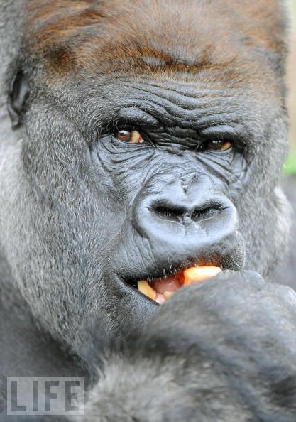 Monkeys are really funny and very expressive  26 pics