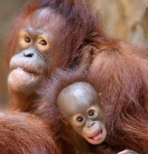 Monkeys are really funny and very expressive  26 pics