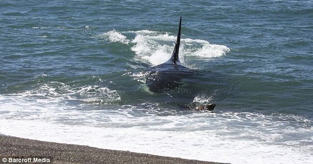 If one tries to eat you, you should run very quickly (4 pics)
