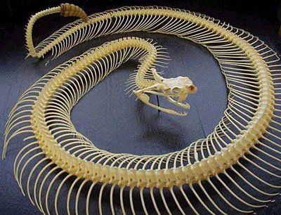 Snake skeletons compilation (15 pics)