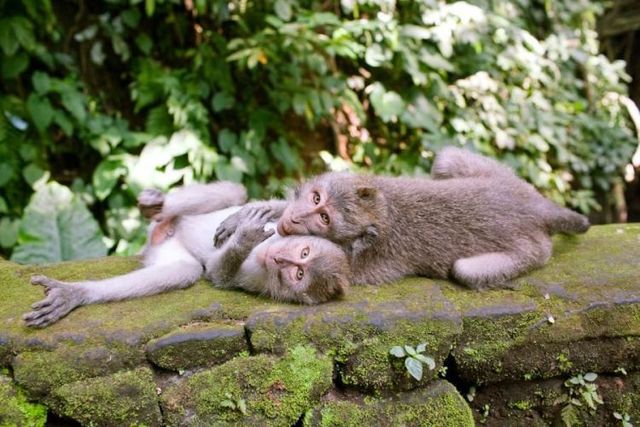 These funny animals (29 pics)