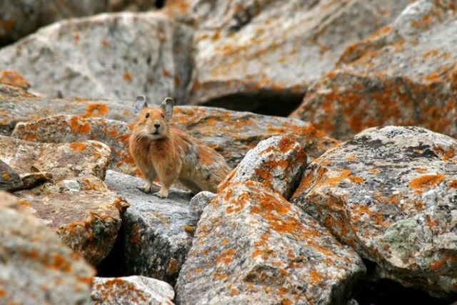 These funny animals (29 pics)