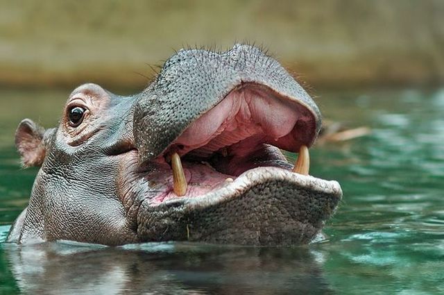 These funny animals (29 pics)