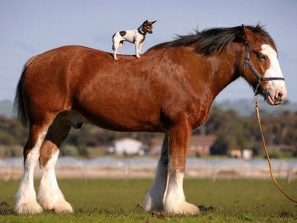 These funny animals (29 pics)